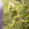 Eine Cannabispflanze wächst in einem Blüteraum eines Pharmaunternehmens.