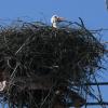 Auch auf Strommasten oder Dachständern, wie hier in Stadel, bauen Störche ihre üppigen Nester.