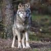 Ein Wolf steht in seinem Gehege im Wildpark Schorfheide.