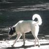 EIn Mischlingshund kam in Mindelheim abhanden (Symbolfoto).
