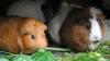 Neben qualitativ hochwertigem Heu gehört auch Grünzeug auf den Speiseplan von Meerschweinchen.