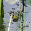 Frösche und Fische in einem Gartenteich gibt es selten, weil Fische in der Regel schon den Laich, die Kaulquappen und Larven von Amphibien wegfressen. Nicht aber Moderlieschen.