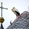 Ein Storch steht auf dem mit Schnee bedeckten Dach einer Kirche.