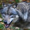 Nun ist es bestätigt: Ein Wolf hat jüngst eine Hirschkuh bei Ammerfeld und ein Schaf bei Irgertsheim und eine Ziege in der 