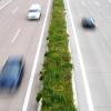 In der Mitte der neuen Autobahn ist, wie hier auf dem Abschnitt bei Adelsried, eine Blumenwiese angesät worden. 