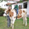 Das ist der Jungochse Toni auf dem Biohof Liebhaber in Wasserberg, den seine Trainerin Antonie Dornmair als Reittier trainiert hat. Der kleine Michael ist sichtlich erfreut über das ungewöhnliche Fortbewegungsmittel. 	