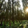 Die Fichte ist nach wie vor die dominierende Baumart in den Wäldern der Region (hier bei Limbach). Aber der Klimawandel macht dem Nadelbaum zu schaffen. 