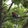 Feuerwehr fängt Papagei ein: Besitzer gesucht