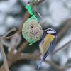 Eine Blaumeise tut sich im Berliner Tiergarten an einem Meisenknödel gütlich. Foto: Stephanie Pilick dpa