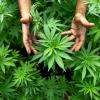 Ein Flensburger Polizist wurde zu einer Haftstrafe von einem Jahr und drei Monaten verurteilt, nachdem er eine Cannabis-Plantage aufbauen wollte. (Symbolfoto)