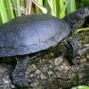 Alle paar Jahre wurde im Donaumoos ein Exemplar der europäischen Sumpfschildkröte gesichtet. Sie ist extrem selten und bedroht. 