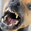Ein Hund in einem Tierheim bellt und fletscht die Zähne. 