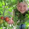 Sind die Tomaten schon reif? Felicitas (neun Jahre) streift gerne durch den großen Garten der Familie Ries in Ebershausen. Überall gibt es etwas zu probieren. Direkt vom Strauch oder Baum schmeckt es doch am besten.  	