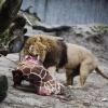 Die getötete Giraffe Marius wurde an Löwen verfüttert. Nun gibt es eine Petition gegen den Zoo.