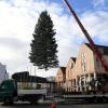 Schwebend in der Luft wurde der neue Weihnachtsbaum auf den Gersthofer Rathausplatz gehoben und dort aufgestellt.
