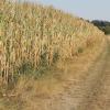 Der Mais hat in vielen Lagen zu wenig Wasser bekommen und ist in einem miserablen Zustand.