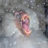 Ein Mantelpavian sitzt im Tierpark Hellabrunn und gähnt. Bei der Analyse von Pavianlauten konnten Forscher Laute identifizieren, die mit fünf menschlichen Vokalen verwandt sind.