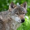 Die Zahl der Wölfe in Bayern nimmt zu. Immer wieder gibt es Angriffe auf Nutztiere - auch in der Region.