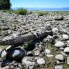 Der ansonsten wasserbedecke Uferbereich des Bodensee ist durch das Niedrigwasser trocken.