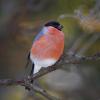 Der Vogelfänger von Ulm ist im Netz  