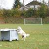 Gut gemacht! Der Hund findet seine Führerin, die sich in der Box versteckt hat. 