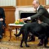 Provokation? Niemals! Angela Merkel mag keine Hunde. Wladimir Putin brachte „Koni“ 2007 trotzdem mit. 