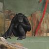 Schimpanse Akemo, geboren am 10.06.1994, lebt im Augsburger Zoo.