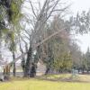 Hier beim Sportplatz in St. Alban hat der Sturm einen Baum umgedrückt, gefährlich nahe der Gleise. 