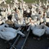 Die Gänse vom Wagnerhof in Oberzell verbringen den ganzen Tag über draußen. Bei den hohen Temperaturen sind vor allem ausreichend Schatten und Trinken besonders wichtig.