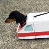 Freie Fahrt hat Rettungshund „Buddy“ mit seinem Sanka in der Rettungsgasse. Er ist „Mitglied“ in der Rettungshundestaffel des BRK-Kreisverbandes Augsburg-Stadt.