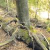 Auch der Waldmeister-Buchenwald ist einer der Lebensraumtypen im FFH-Gebiet „Moore und Wälder westlich Dießen“. 