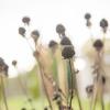 Verblühte Blütenstände wie diese Sonnenhüte bieten Insekten einen Rückzugsort für den Winter.