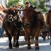 Gänse, Ochsen, bepackte Esel: Beim Einzug der Bauern und Handwerker auf das Frundsbergfest gab es viel zu sehen.