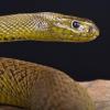 Der Inlandtaipan ist die giftigste Schlange der Erde. Nach einem Biss kann der Tod bereits nach 45 Minuten eintreten.  	