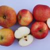 Die Apfelsorte Melrose ist seit 1944 im Handel.