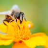 Hier fühlen sich Biene & Co. wohl. Gartenbesitzer können etwas gegen das Insektensterben tun, indem sie den Summern neue Nahrungsquellen bieten.