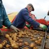 Für die Kartoffelernte sieht es in diesem Jahr alles andere als gut aus. Auch im Landkreis Aichach-Friedberg erwarten die Bauern große Einbußen.