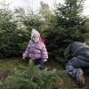 Immer mehr Menschen schlagen ihre Weihnachtsbäume selbst.