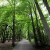 Grün, wohin das Auge reicht: Der Wittelsbacher Park ist die Natur-Oase mitten in der Stadt. 
