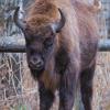 Für die beiden Wisent-Bullen Dontelllus (im Bild) und Donbonus geht es von Kleinhohenried nach Südosteuropa.