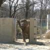 Neues Elefantenhaus in Augsburg: Targa traute sich schon zum Eingang des Geheges.  	