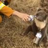 Wasser für den geretteten Koala: Zehntausend Beuteltiere sollen gestorben sein. 