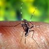Die Stechmücke «Anopheles quadrimaculatus» kann durch einen Stich Malaria übertragen.