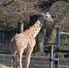 Demnächst soll es im Augsburger Tierpark wieder Giraffen geben.