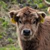 Neugieriger Blick: Kälbchen -Nachwuchs gibt es bei den Hochland-Rindern an der Autobahn. 