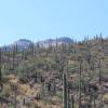 In den Bergen um Tucson finden die Saguaros – die größten Kakteen der Welt – beste Bedingungen vor. Außerhalb der Sonorawüste wachsen die Pflanzen nicht.  