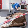 Ein totes Rind liegt am 04.04.2016 in Eggenfelden Bayern vor einem Supermarkt. Der wild gewordene Bulle ist von einem Viehtransporter in den Supermarkt geflüchtet und dort erschossen worden. Das Tier sei am Montag nach einem Unfall in Eggenfelden von dem Anhänger getürmt und habe von den Einsatzkräften nicht eingefangen werden können, teilte die Polizei mit. Foto: Armin Weigel/dpa +++c dpa - Bildfunk+++