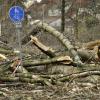 Umgestürzte Bäumen blockieren die Bundesstraße 224 in Bottrop. Foto: Marius Becker dpa