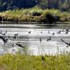 Am Plessenteich bei Gerlenhofen leben Dutzende verschiedene Vogelarten. Der anhaltend niedrige Wasserstand macht vielen von ihnen zu schaffen, auch Amphibien wie Laubfrösche leiden darunter. 