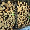 Acht Ster Holz verschwanden im Wald bei Häuserhof. 